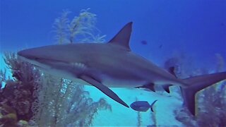 Scuba divers find themselves being checked out by curious sharks