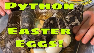 Python Easter Egg Surprise!