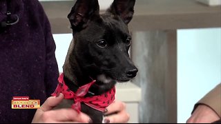 Humane Society Tampa Bay | Morning Blend