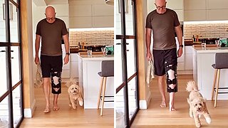 Limping Dog Copies His Injured Owner Out Of Sympathy
