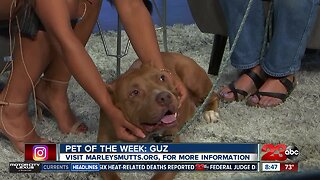 Pet of the Week: Guz the Pit Bull