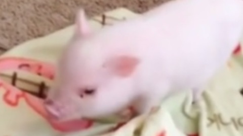 Excited piglet adorably spins in circles