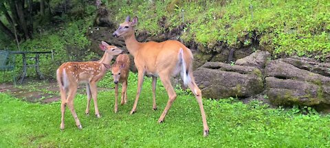 Mama and the twins out and about