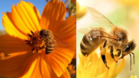 Honey Bees video amazing video of Honey Bees