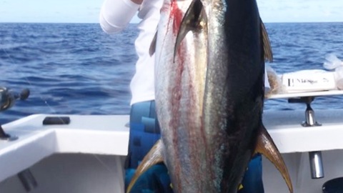 Catching yellowfin tunas in Bermuda
