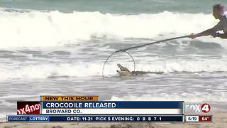 Crocodile on Florida beach moved to 'suitable habitat'