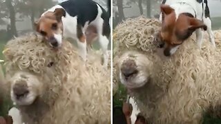 Amazing Animal Friendships: Dog And Sheep Are Inseparable