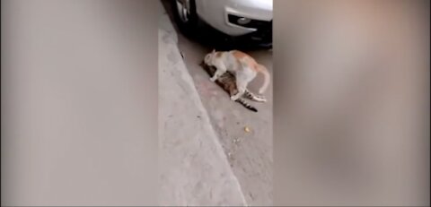 Heartbreaking moment.. cat refuses to leave his dead friend behind by dragging his lifeless body