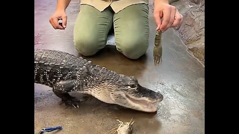 See amazing wild dangerous crocodile