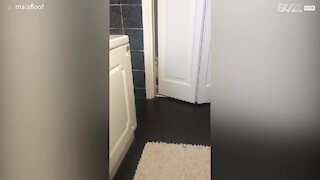 Ce chat surveille son propriétaire à travers l’entrebâillement de la porte