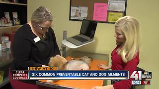 6 dog, cat health issues you can prevent