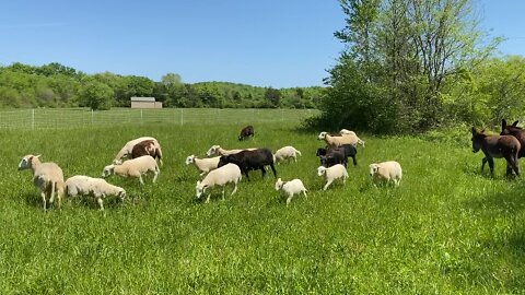 BACK ON THE PASTURE AT LAST!