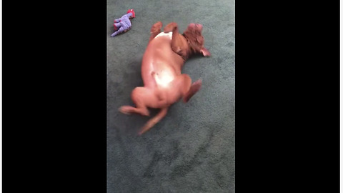 Chubby doggy humorously scratches back