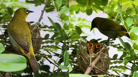 birds help them to saved newborn baby birds