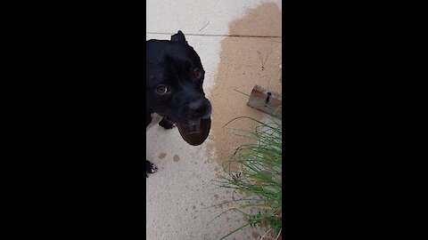 Squealing Dog Is Overly Excited For The Water Hose