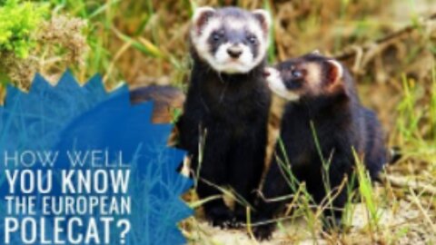 European Polecat || Characteristics and Facts