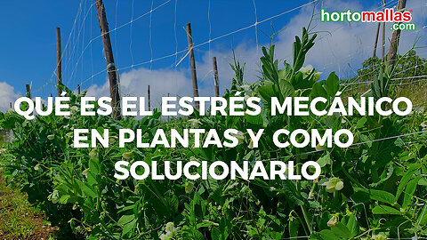 ¿Qué es el estrés mecánico en plantas y como solucionarlo?