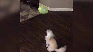 Funny Dog Plays With A Balloon