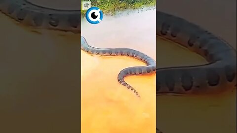 Cobra Gigantesca | por rafacancelado (Ig) #cobra #cobragigante #cobranadando