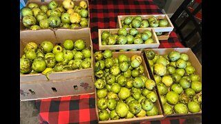 Picking Apples