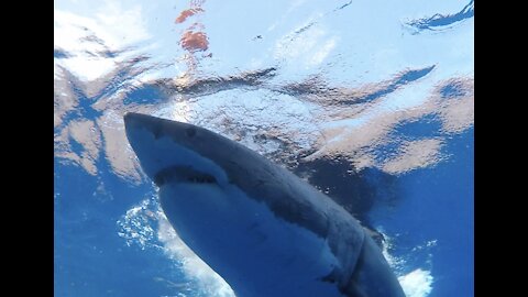 Great White Shark attacks diver's cage