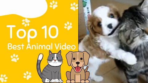 Cute cat and dog funny moments