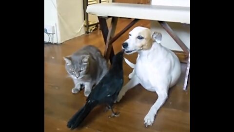 INCREIBLE PAJARO ALIMENTA A GATO Y A EL PERRO