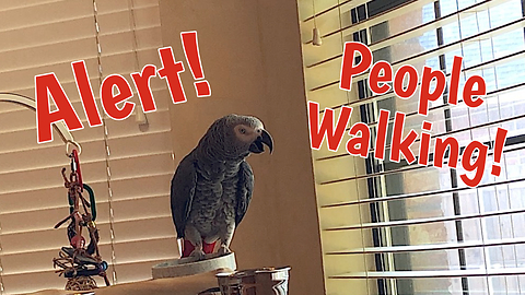 Observant parrot is an excellent watch bird