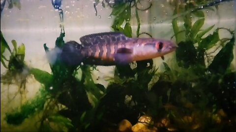 channa maru ornamental fish is viral again