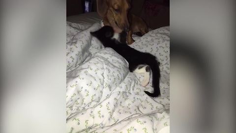 "Kitten Loves To Wrestle With Dog"