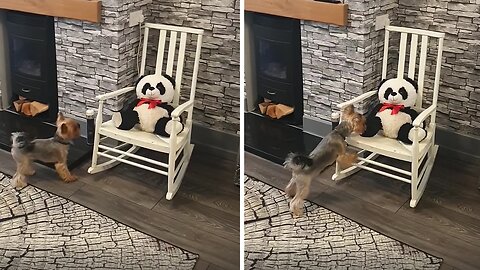 Yorkie Is Hilariously Mad At Stuffed Panda Toy