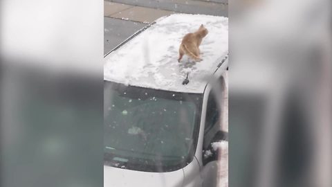 "Excited Cat Plays in Snow"