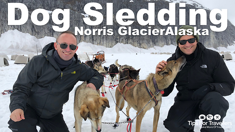 Husky dog sledding on Norris Glacier in Alaska