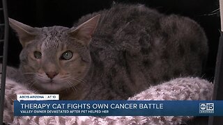 Therapy cat fights own cancer battle