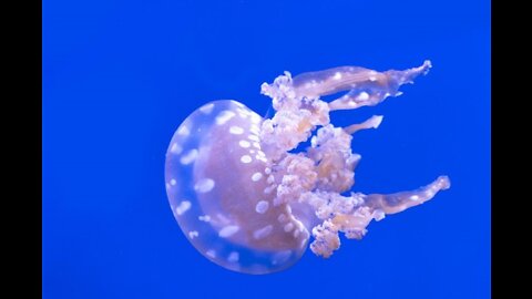 The spotted Australian jellyfish on your screens