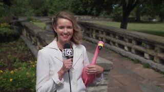 Olmsted Parks Conservancy going for flamingo record in 2022 - Part 2