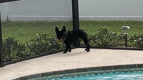 French Bulldog desperately wants to play with lizard