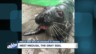 Aquarium of Niagara Rescue Week: Medusa the Gray Seal