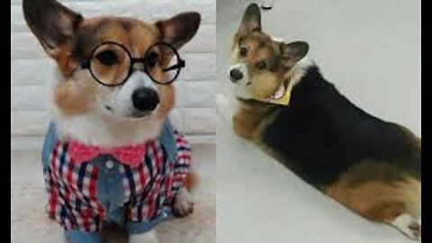 Pets Cute Funny Dog Husky - Tik Tok Compilation