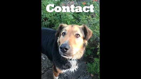 Male Shepherd Eye Contact Command Distracting Noise | K9 D.I.Y in 4D