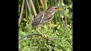 Green Heron