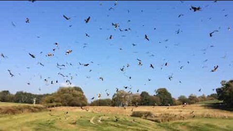 Un gigantesco stormo di uccelli vola libero nel cielo