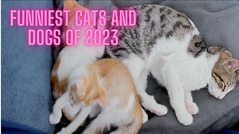 Hilarious Furry Friends: Funniest Cats and Dogs of 2023