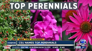 CSU names top perennials