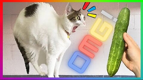 CATS AFRAID OF CUCUMBERS | 😻 Best Of The 2023 Funny Animal Videos 🐶 | Funny And Crazy Animals