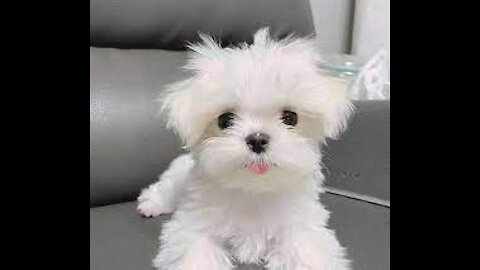 Maltese with the world's smallest and largest eyes lovely puppy Teacup Puppies - Amazing Puppies