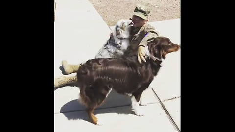 Dogs enthusiastically welcome soldier home from deployment