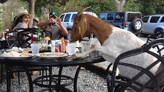 These Goats will Make you LOL