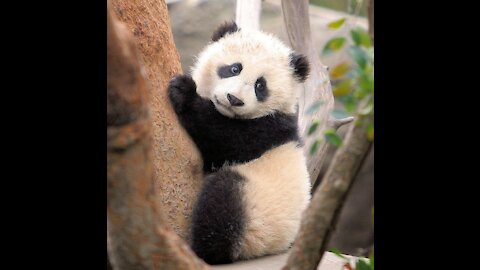 Cute Baby Pandas Playing