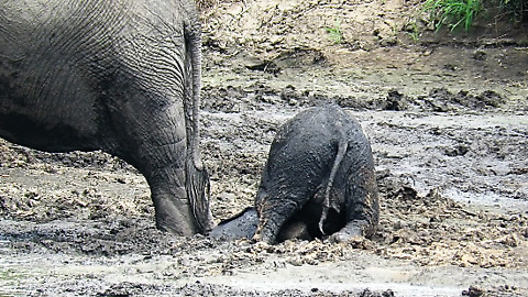 Poor Baby Elephant Struggles to get back on her feet